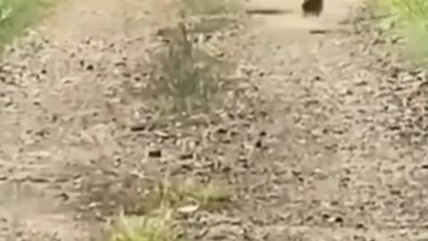 Funniest Dog Chase Ever