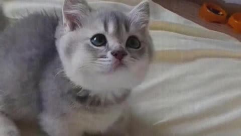 Cat： Mom, hurry up and give me food