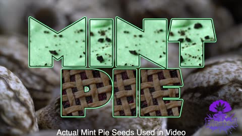 Mint Pie cannabs seeds