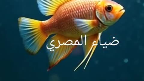 Fish