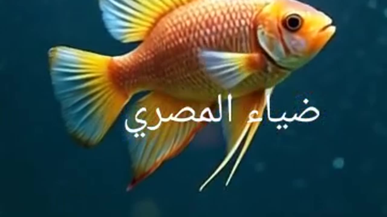 Fish