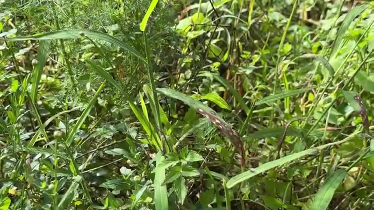 Backyard Harvest & Bloom | A Peaceful Day with Nature/4K with nature sound