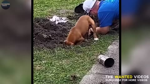 FunnyAnimals video