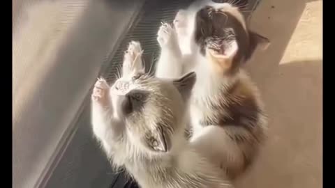 funny dumb cat