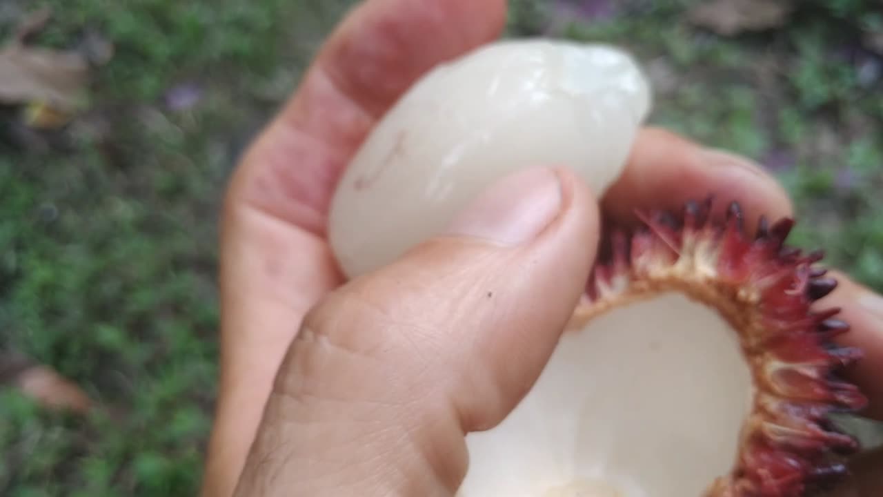 Another Pulasan