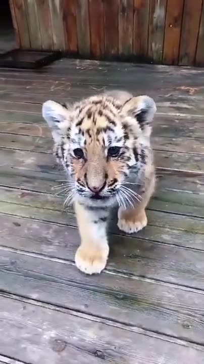 Tiger cub