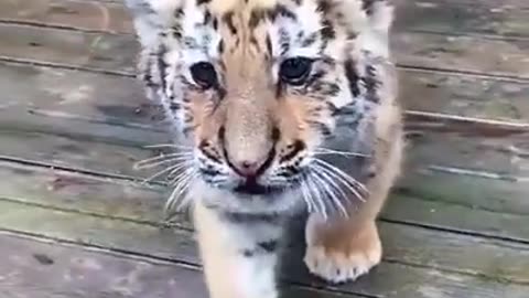 Tiger cub