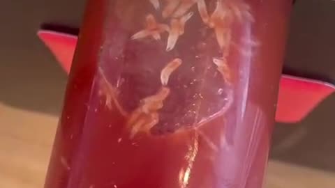 Larvae in Ketchup Dispenser