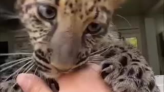 A kind man found an abandoned jaguar