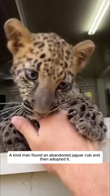 A kind man found an abandoned jaguar