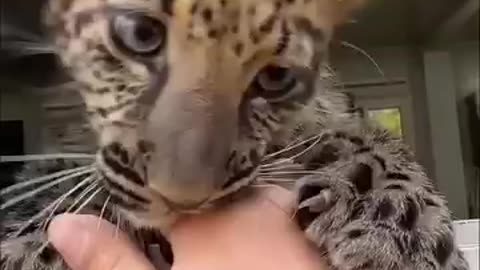 A kind man found an abandoned jaguar