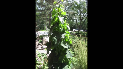 Peace Is Desired Snakeroot July 2022