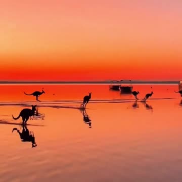 Kangaroos in Australia enjoying the sunset
