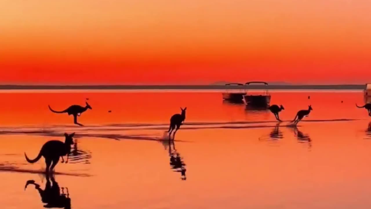 Kangaroos in Australia enjoying the sunset
