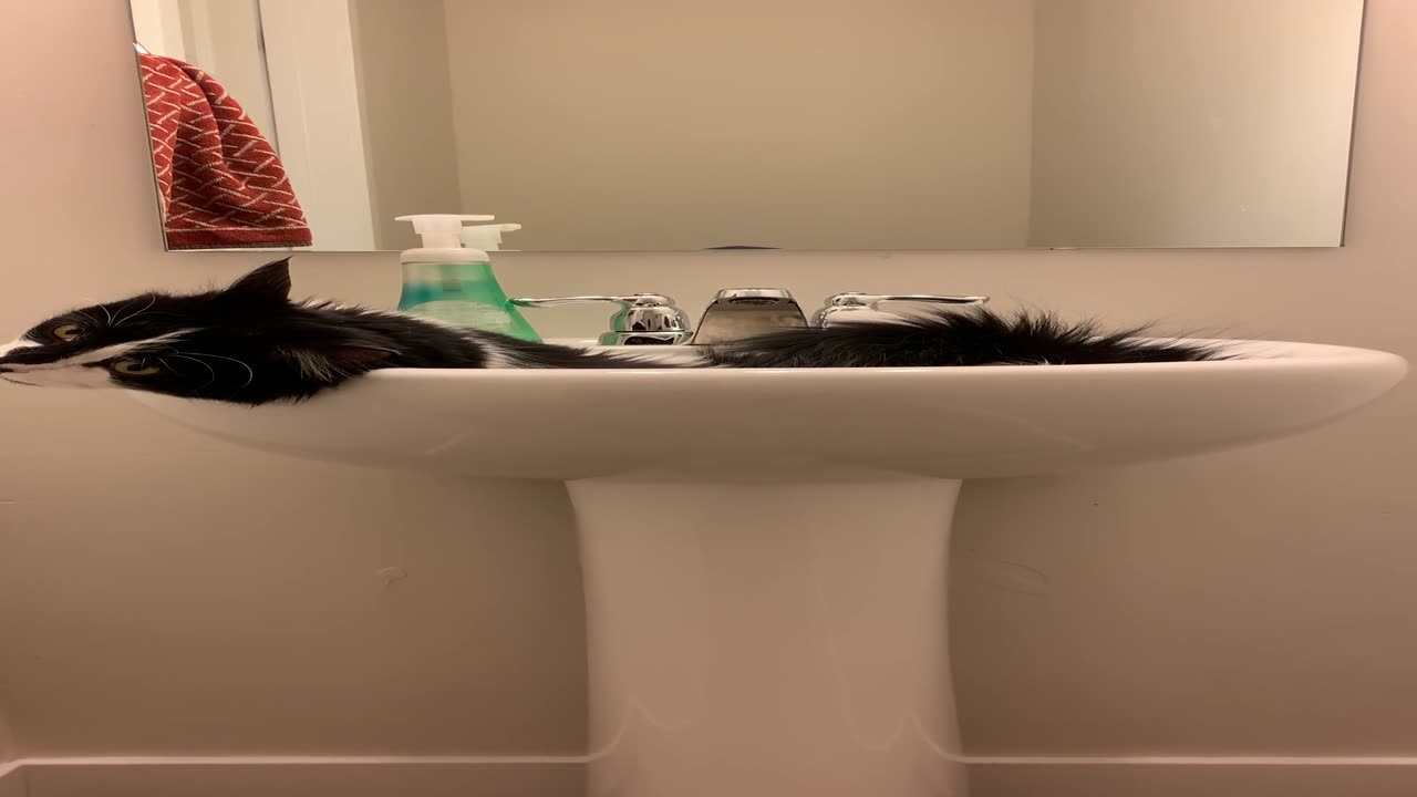 Cat Rolling in Sink