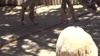 sheep