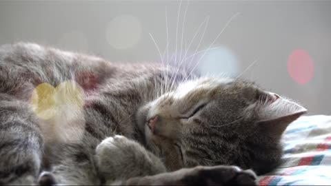 Even your cat sleeps better when you're protected 😴