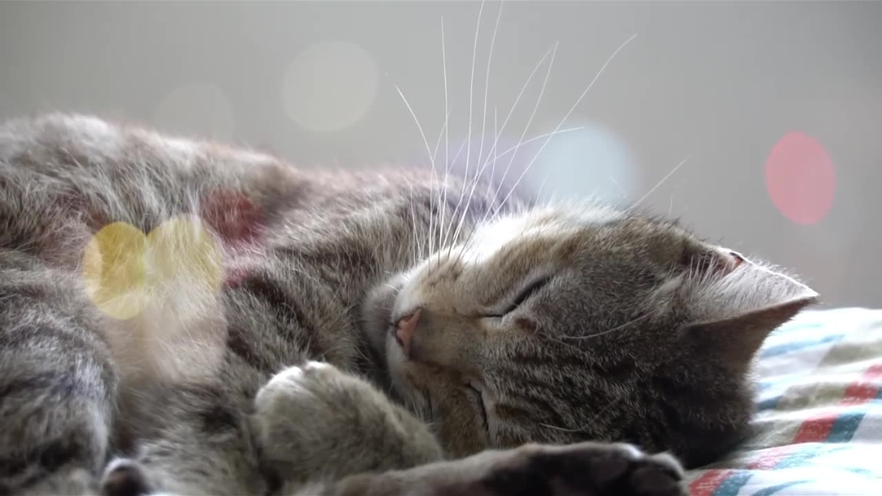Even your cat sleeps better when you're protected 😴