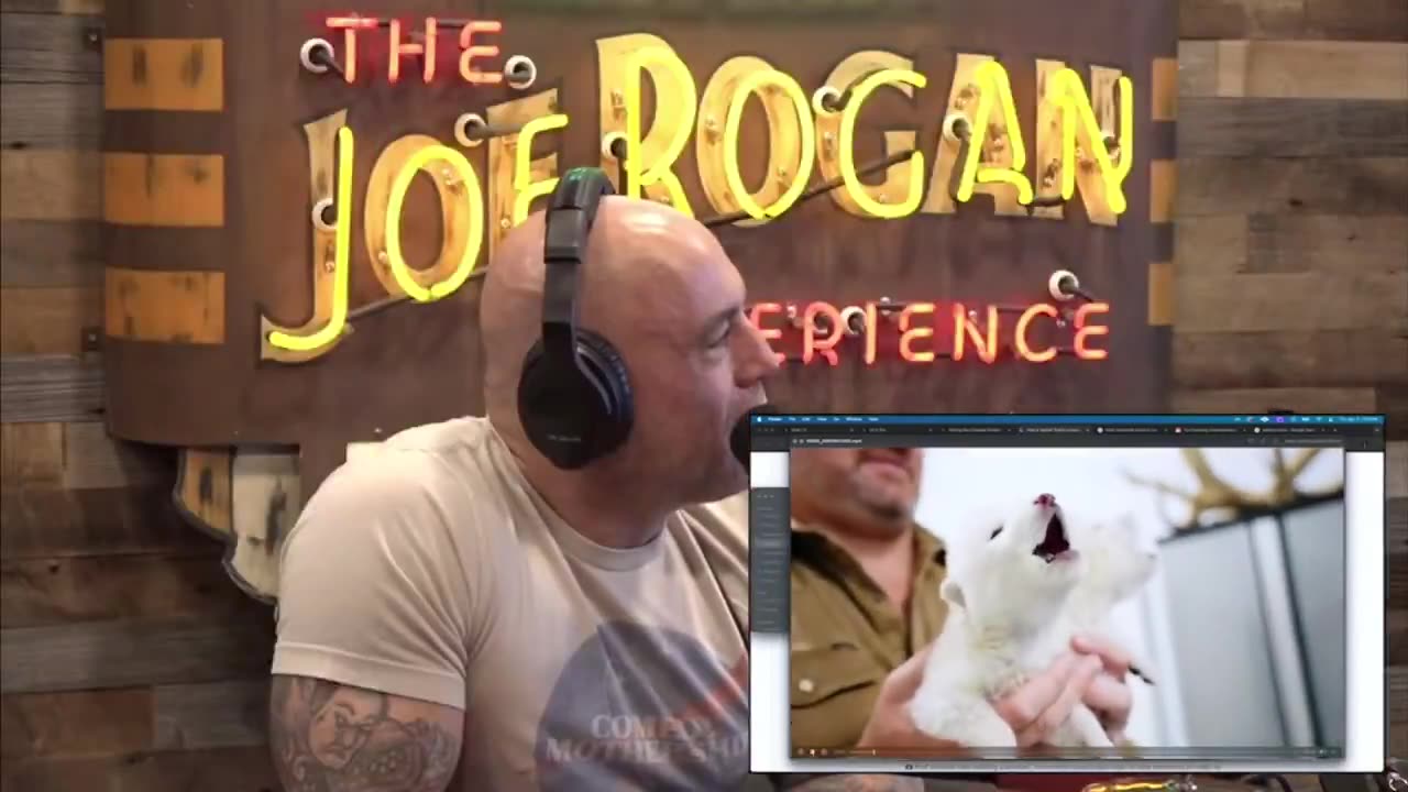 Ben Lamm Says They Have Brought Back Dire Wolves After Being Extinct for 12,000 Years