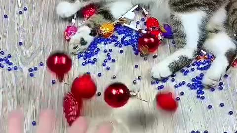 Cat Barsik ❤ Beads 🔴🔵 Reverse video #cat #asatisfyingvideofamily