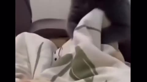 😼😱 This Cat's Evil Antics Will Shock You! | FunFM
