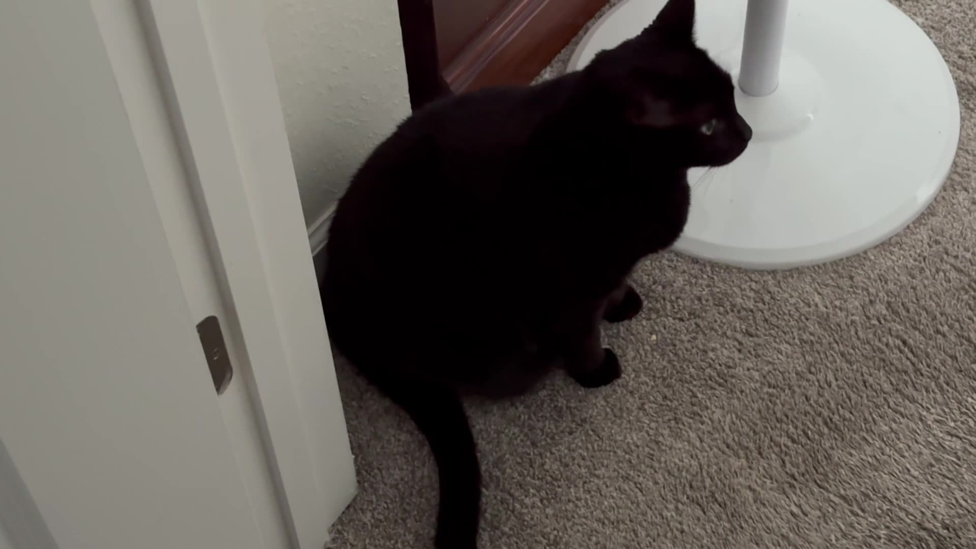 Cute Precious Piper Sits in the Corner - My Adopted Shelter Cat Vlog