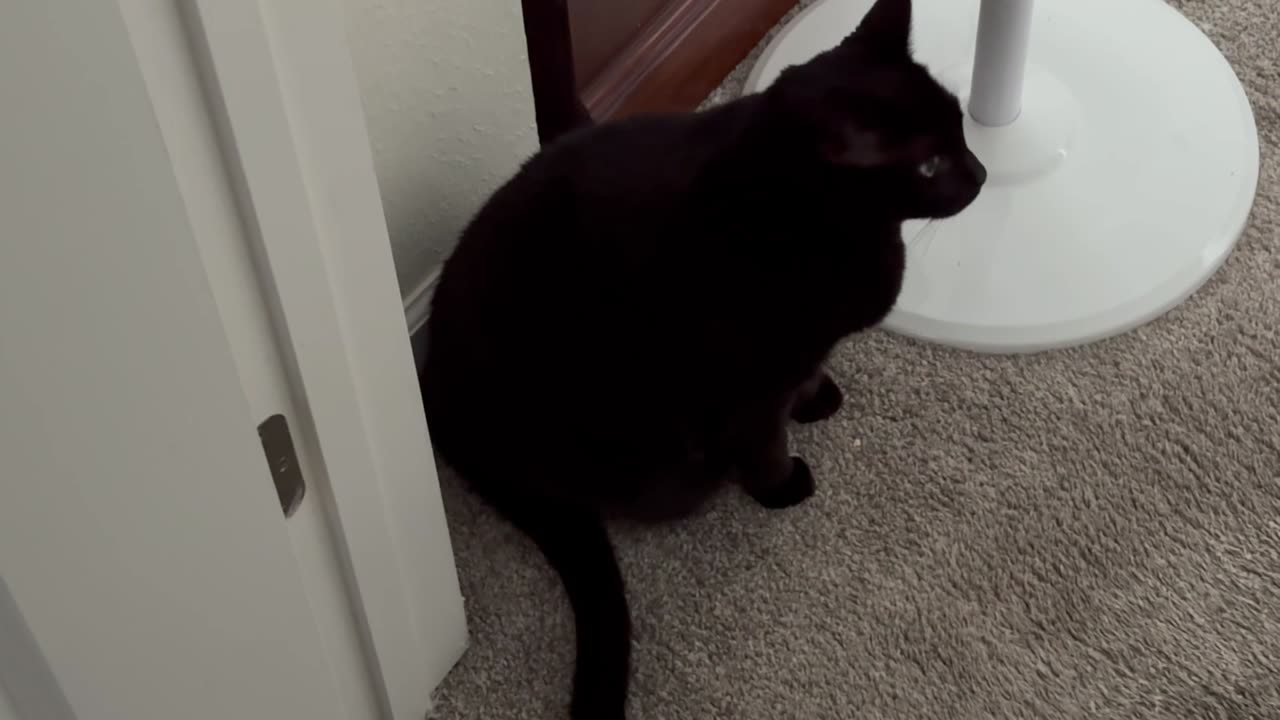 Cute Precious Piper Sits in the Corner - My Adopted Shelter Cat Vlog