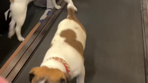 My sweet Jack Russell Terriers are the best dogs in the world!