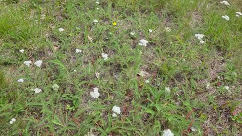 YARROW ~ FORAGING FOR NATURAL MEDICINE