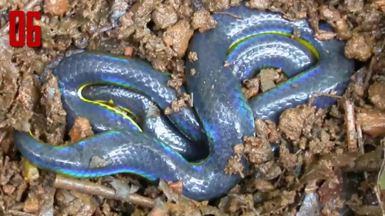 10 most beautiful snakes in the world