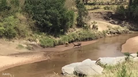 Funny Animals part 1