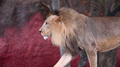 Majestic Male Lion In Natural Habitat
