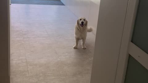 Dog Refuses To Climb Stairs During Blackout