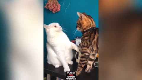 funny video