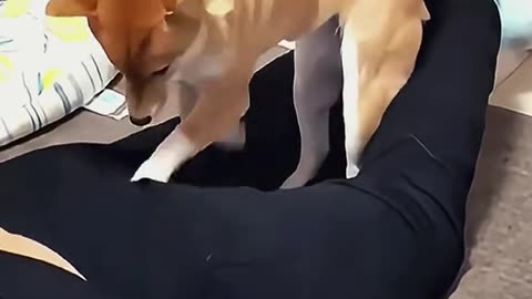 Dog's Comedy Videos 🤣 so cute videos 😍 funny pictures 😂 so cute videos 😍 funny pictures 😂