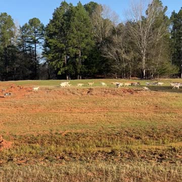 Our goats are looking forward to Spring