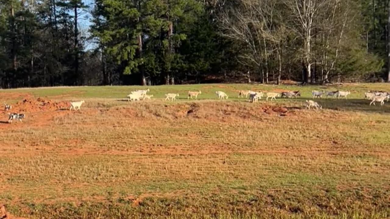 Our goats are looking forward to Spring