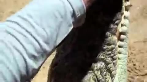 Shocking: I yoinked a crocodile in Australia! #australia#viral#snake#animal#yout