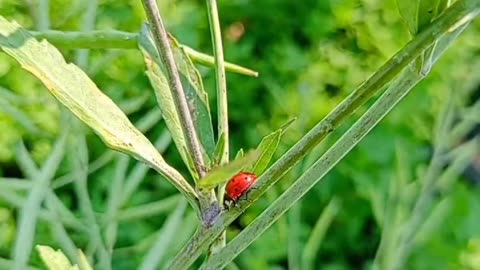 Love nurture video ladybug on green grass leafs