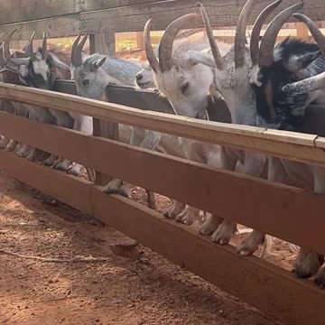 Rain Gutter from Lowes for our Feeder