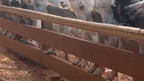 Rain Gutter from Lowes for our Feeder