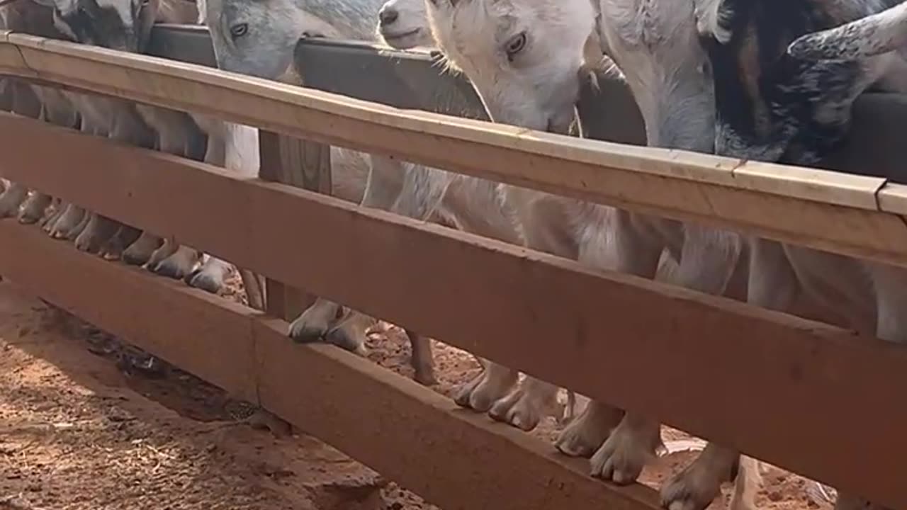 Rain Gutter from Lowes for our Feeder