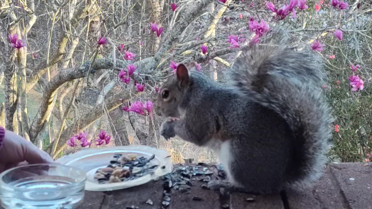 Petting Mika The Squirrel and her reactions when I said I love you Mika 💖