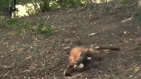 Amazing 😍 viral video