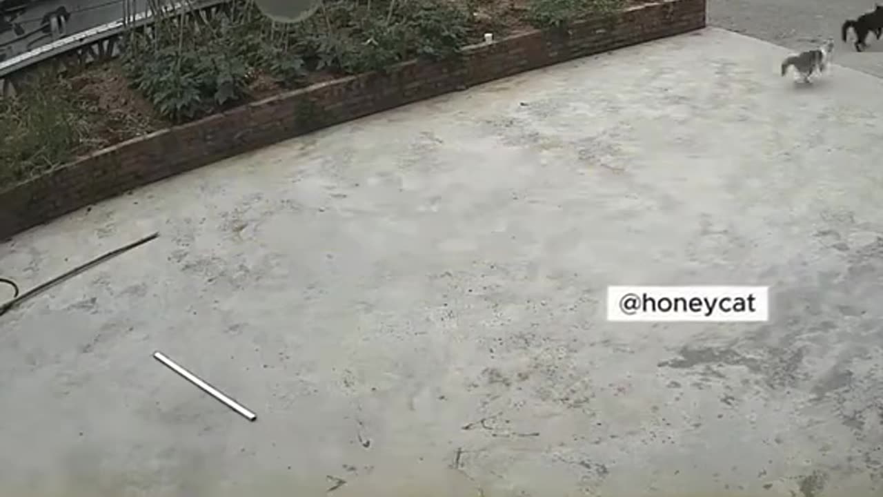 Orange cats are the kings of kings🐈🤣🤣🤣