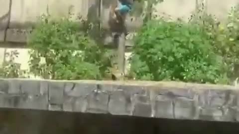 Brazilian teen killed after climbing into lion enclosure at zoo