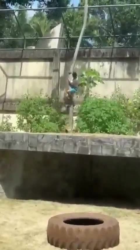 Brazilian teen killed after climbing into lion enclosure at zoo