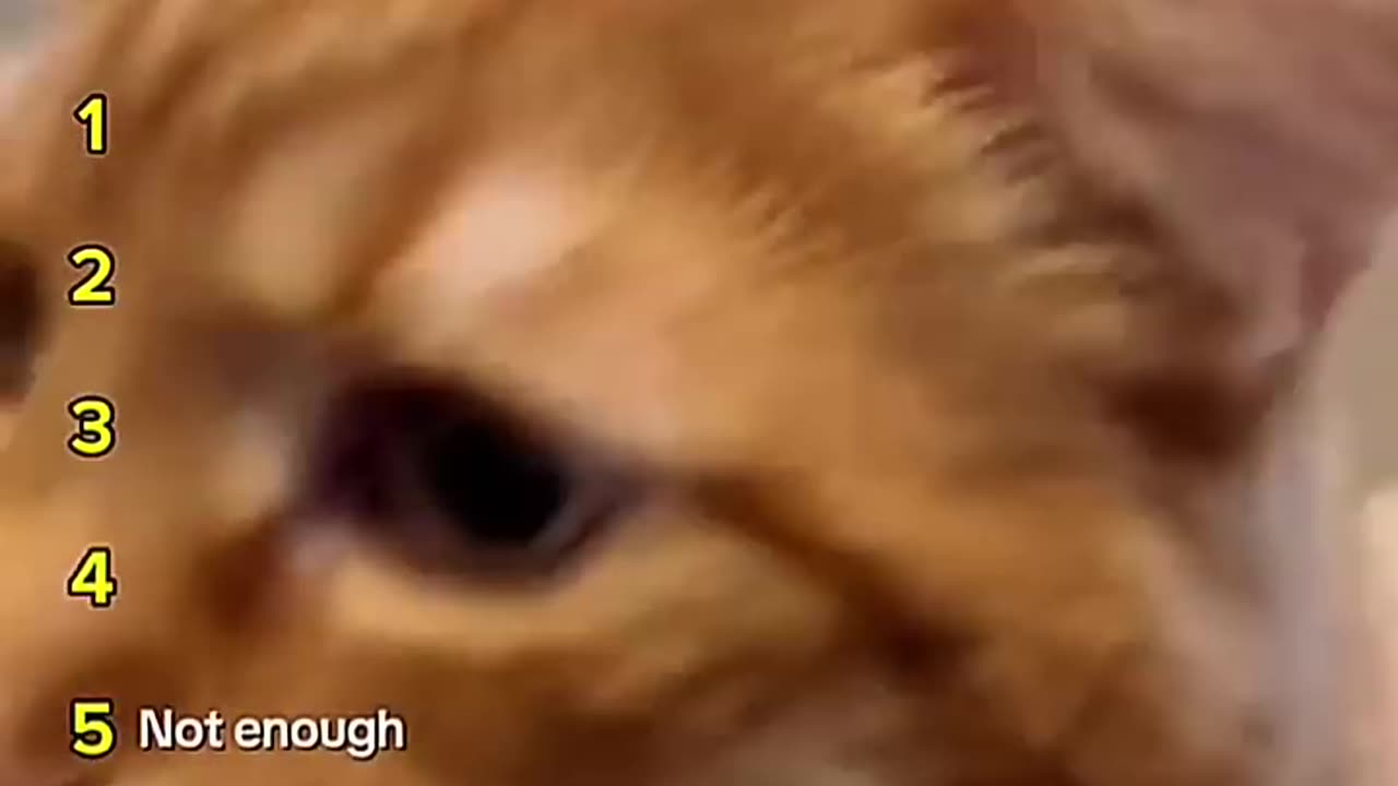 Cat being idiots: Hungry cat 🤣