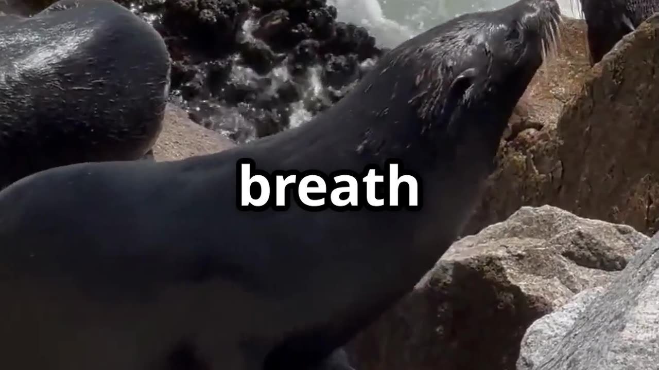 🌊😴 Seals Can Sleep Underwater! 🦭💤