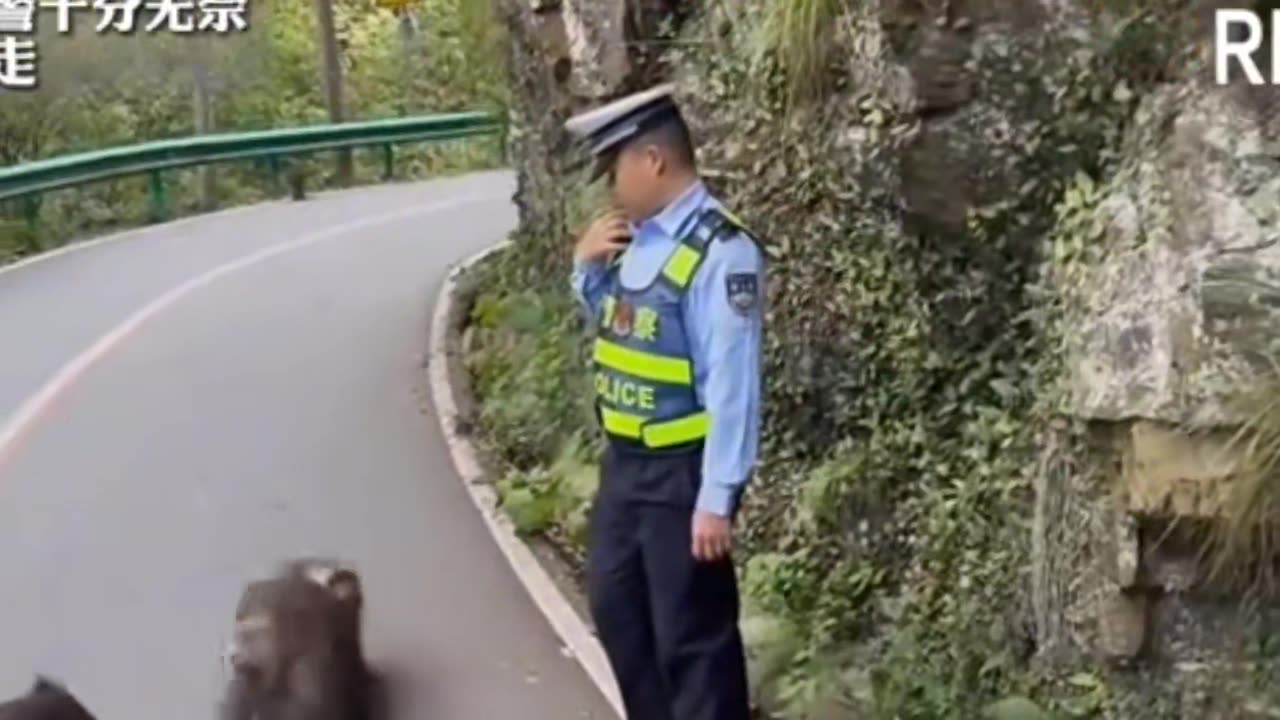 The monkey blocked the traffic, Unexpectedly, the monkey dared to attack the police